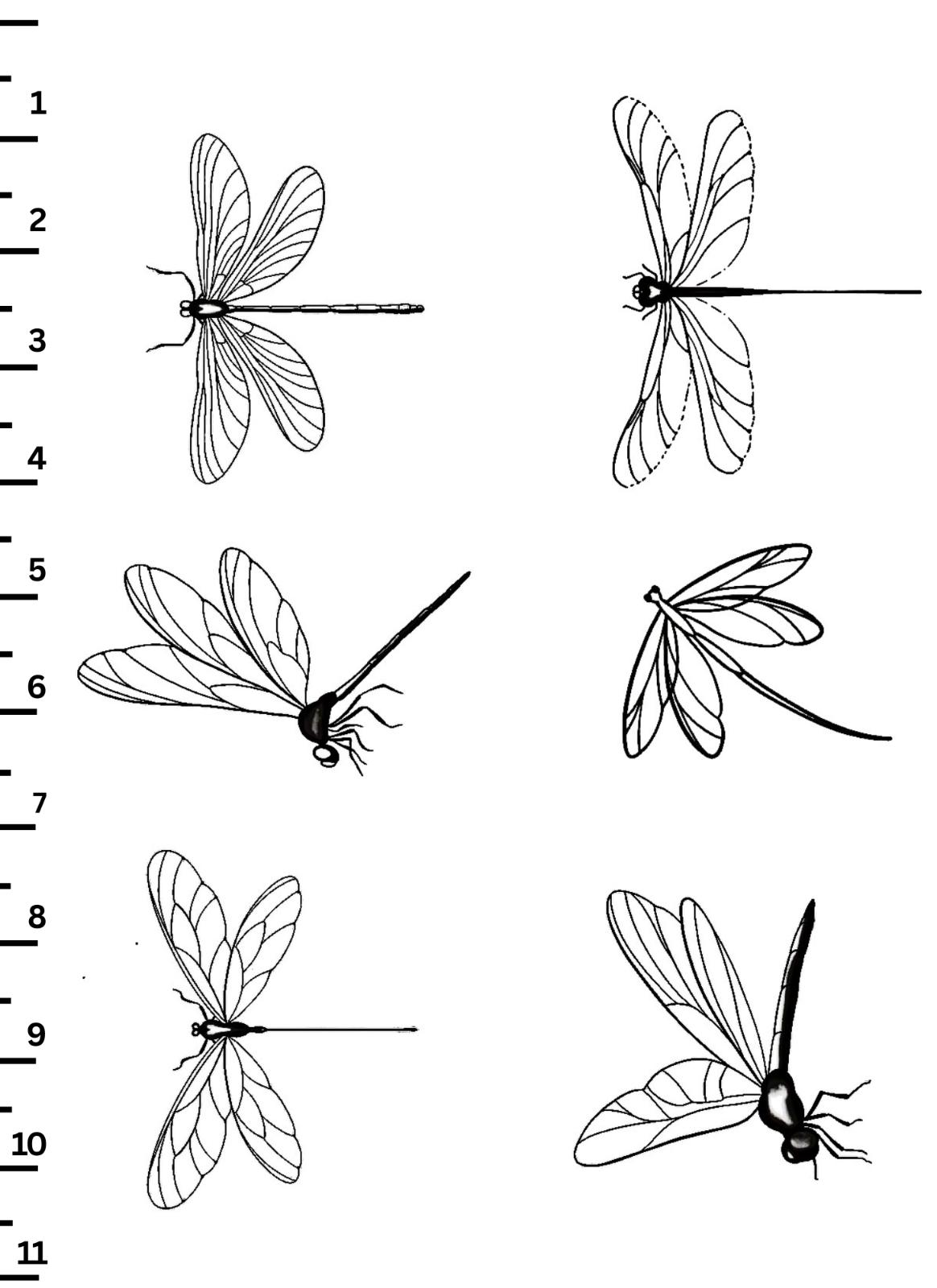 unnamed image